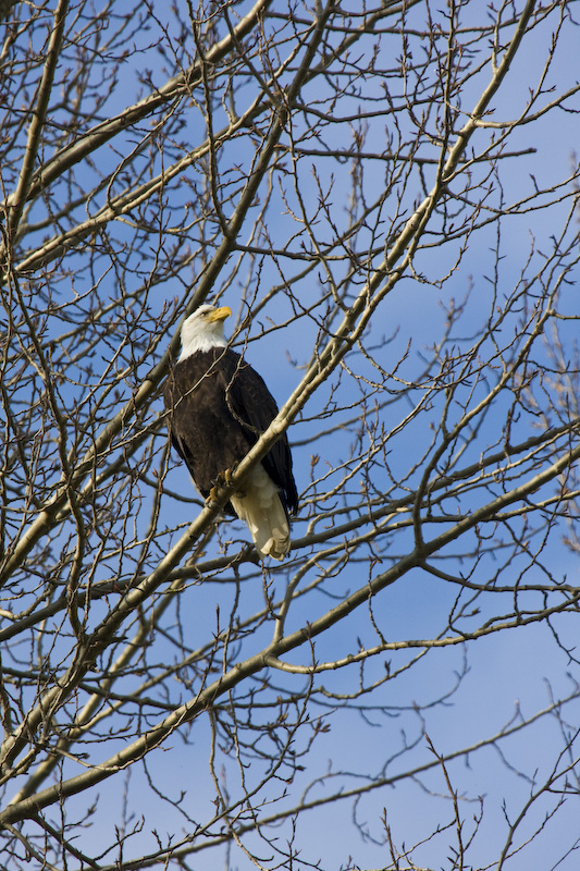 Bald Eagle In Tree